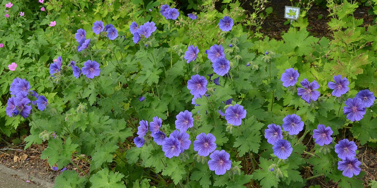 Le géranium vivace : une touche florale à votre jardin